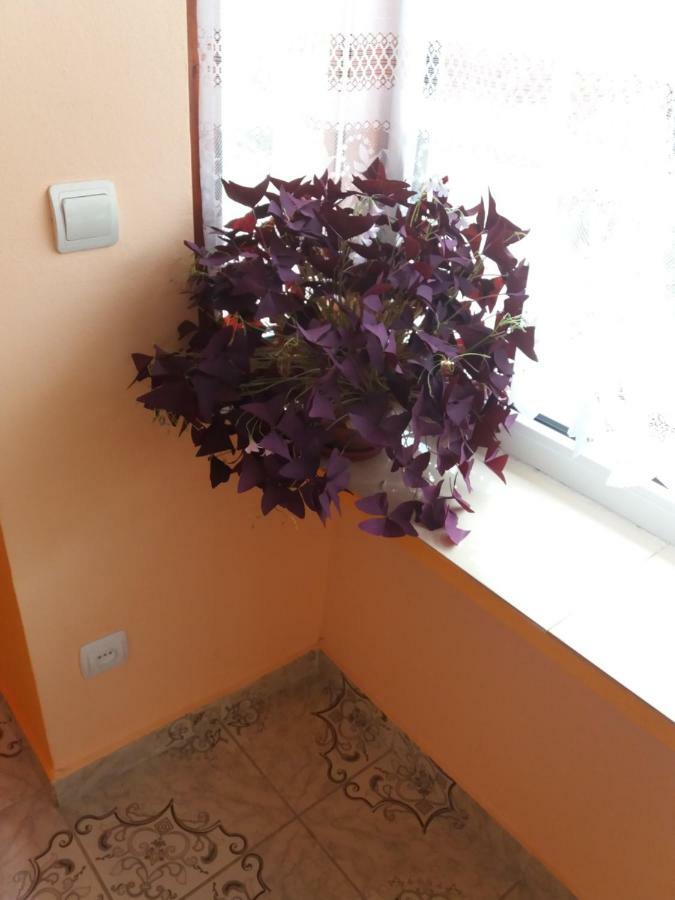 Olimpia Apartments Alba Iulia Exterior photo